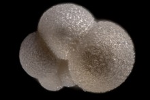 Foraminifera