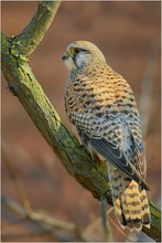 Turmfalke (Falco tinnunculus)