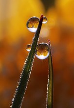 Sumpfdotterblume in Tropfen