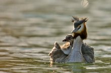 Hochsee-Taxi