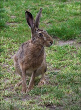 *Gestatten,....Mein Name ist Hase*