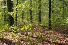 Der Frühling kommt