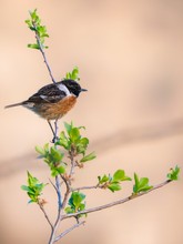 Schwarzkehlchen (Saxicola rubicola)