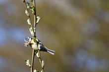 Frühling