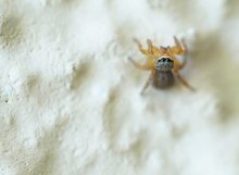 Blickkontakt (Weibchen  'Euophrys herbigrada' )