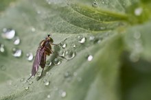 Nach dem Regen