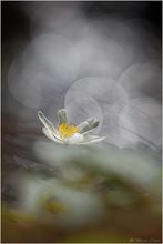 Buschwindröschen (Anemone nemorosa)