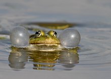 Wasserfrosch