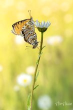 Leben in der Margeritenwiese