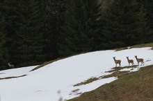 Huch, wer kommt denn da?