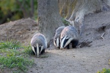 Dachsfamilie