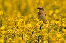 Braunkehlchen