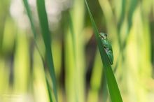 Laubfrosch