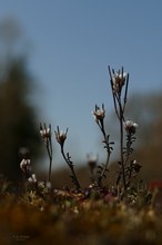 Blüten in der Dämmerung