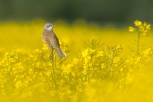 Die Dornige im Raps