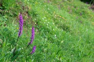 Am Waldrand