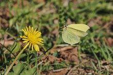 gelbe Frühlingkombination oder Zitronenfalter trifft Löwenzahn