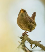 Der Zaunkönig und sein Lied.