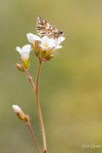 Würfel-Dickkopffalter meets Knöllchen-Steinbrech