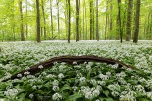 Aromatherapie im Bärlauchwald