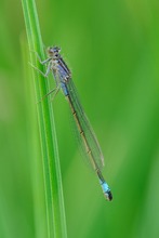 05/2021 (W) Große Pechlibelle