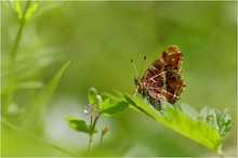 Landkärtchen (Araschnia levana f. levana), Frühlingsgeneration