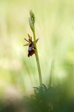 Ophrys insectifera