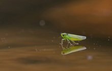 Die über das Wasser laufen