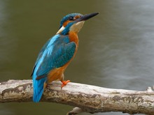 Schulterblick  _Eisvogel vor dem Abflug