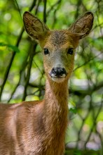 ein Engelsgesicht