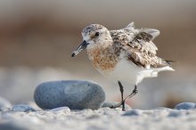 Sanderling