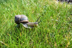 Weinbergschnecke ?