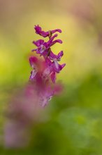 Keine Orchidee -