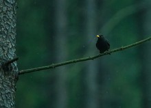 Amsel im Wald