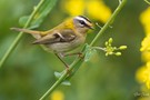 Sommergoldhähnchen ertappt