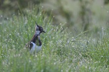 Wachsamer Altvogel