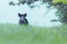 Wildschwein