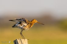 Uferschnepfe auf Wiesenpfahl