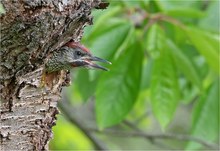 „Grünspecht-Nestling: das ♂“