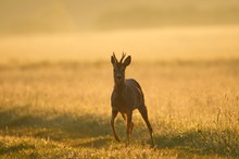 'Bock' zur goldenen Stunde