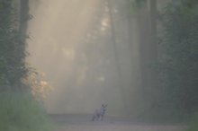 Frühling im Wald