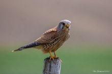 Rheinhessischer Wingertfalke