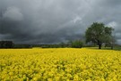 Rapsfeld mit dunklen Wolken