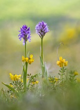 Orchideen in Gesellschaft