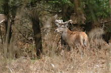 Auf einer Lichtung im Wald