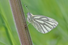 Pieris napi