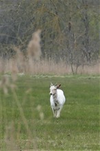 Allein auf der Wiese