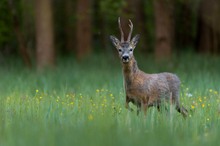 Rehbock in der Blumenwiese