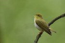 Waldlaubsänger (Phylloscopus sibilatrix)