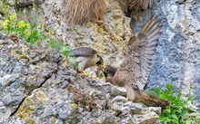 Futterübergabe bei den Wanderfalken